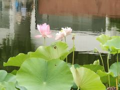 -石家庄市植物园