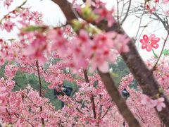 -武汉大学-樱园