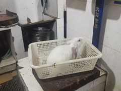 -东吴霸王兔(松青路店)
