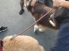 -景田北六街公园宠物主题园