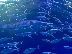 -海合安武汉极地海洋公园