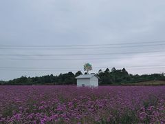 -紫颐香薰山谷景区