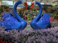 -百万葵园