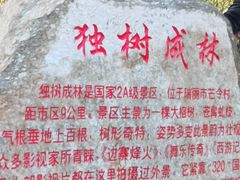 -瑞丽独树成林风景区