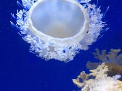 -芜湖新华联大白鲸海洋公园