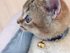 -袖虎宠物(岭南新世界店)