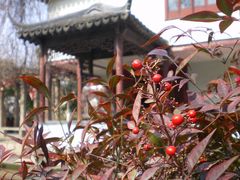 景点-朱家角课植园