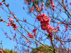-梅花山(明孝陵内)