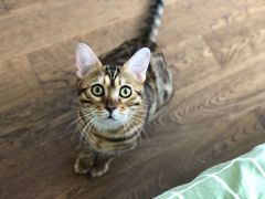 -纳吉亚猫专科动物医院博雅分院
