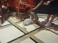 -猫色咖啡·猫咖