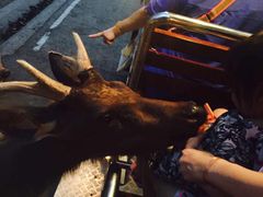 -清迈夜间动物园