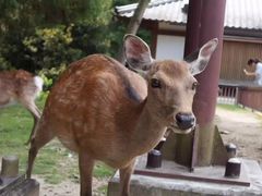 -奈良公园