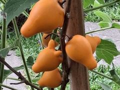 -优游吧斯邹族文化部落
