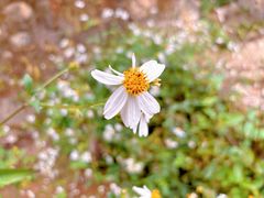 -广东罗浮山风景名胜区