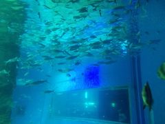 -北戴河圣蓝海洋公园