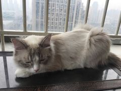 -这儿没有猫·猫咖萌宠馆·撸猫