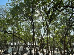 -宝安西湾红树林湿地公园