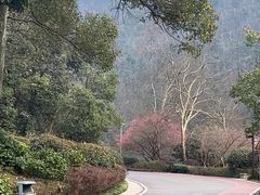 -桃花岭景区