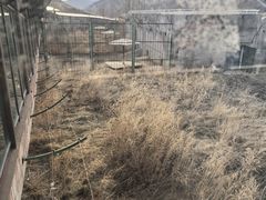 -新疆天山野生动物园