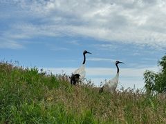 -黑龙江扎龙生态旅游区