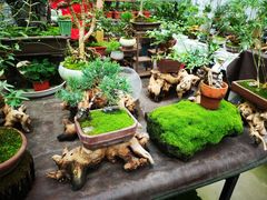 -龙大花卉苗木市场