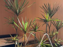 -野妹经典火锅(民治店)