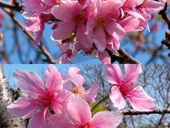 -金成潮菜博物馆(海珠湿地店)