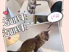 -飞行喵MR PILOT|猫舍·猫咖(静安大融城店)