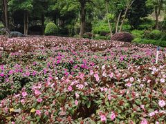 -松山湖南湖湾露营营地