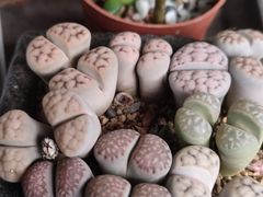 -青石桥花鸟鱼虫市场(叠翠城店)