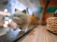 -飞行喵MR PILOT|猫舍·猫咖(静安大融城店)