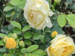 -人民公园(罗湖区)