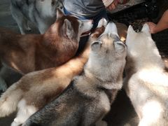 -TrueLove @ Neverland (Husky Cafe)