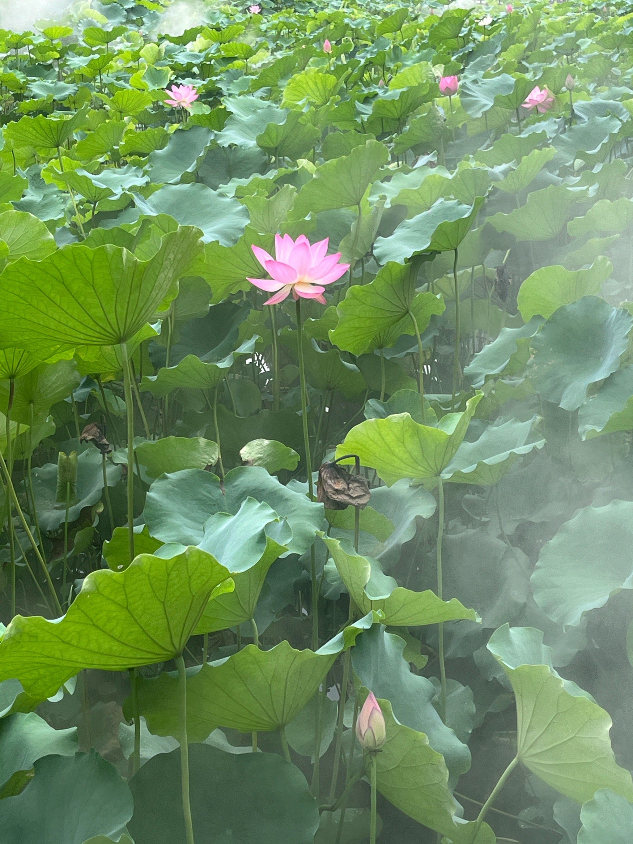 n佛山亚艺公园的荷花已经盛放啦!