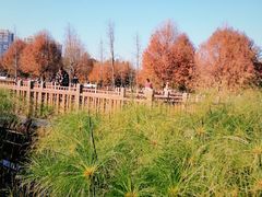 -五缘湾湿地公园