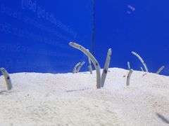 -上海海洋水族馆