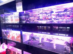 -中环花鸟鱼虫市场