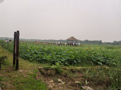 -西青郊野公园