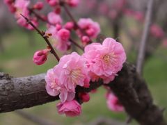 -梅花山(明孝陵内)
