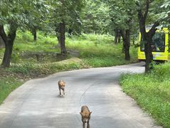 -西安秦岭野生动物园
