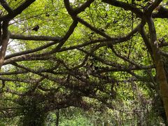 -广西壮族自治区药用植物园
