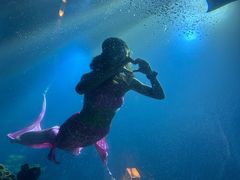 -涛·海底餐厅·美人鱼·自助餐·海底隧道(三亚海棠湾洲际度假酒店)