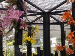 -上海鲜花港