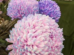 -上海鲜花港
