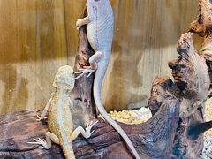 -酷以爬仙阁实体爬宠店·守宫·蜥蜴·专业繁育