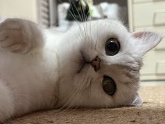 -四月宠物医院·猫专科·心脏专科·内科(转塘店)