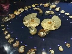 -青岛贝壳博物馆