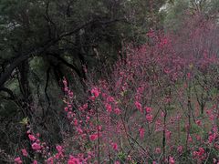 -金鸡山公园