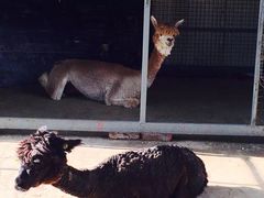 -意大利农场度假村