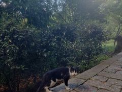 -上海佘山国家森林公园天马山园